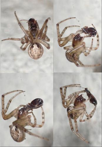 Zygiella x-notata